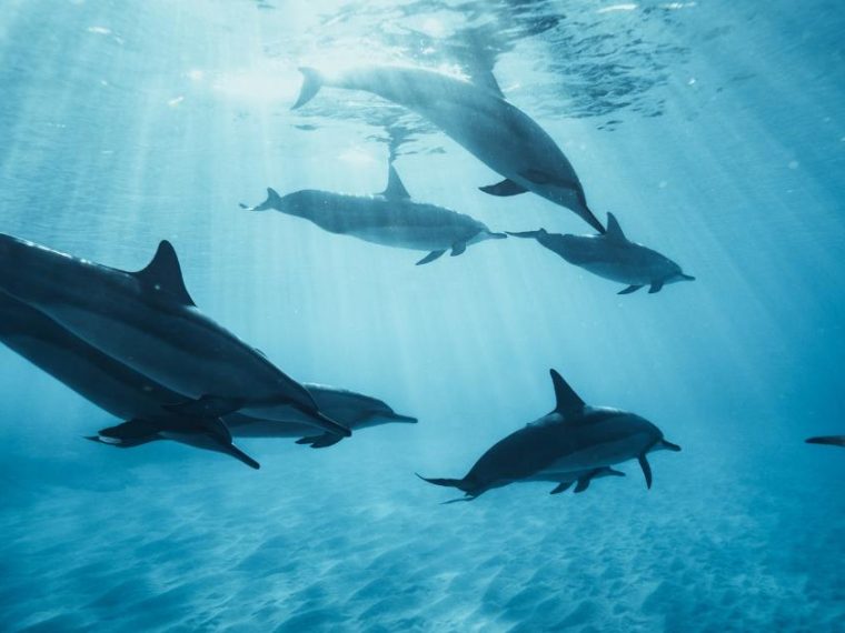 nager avec les dauphins la réunion